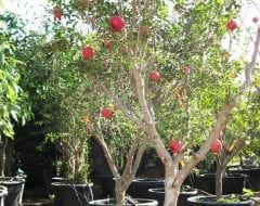עץ רימון בוגר - עצי פרי בוגרים למכירה | הדר נוי משתלות
