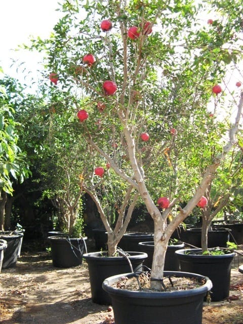 עץ רימון בוגר - עצי פרי בוגרים למכירה | הדר נוי משתלות