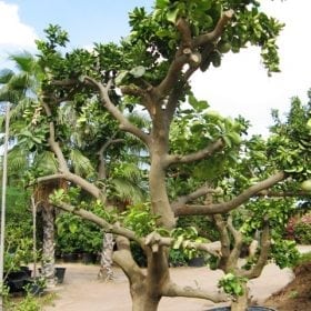עץ פומלה בוגר - עצי פרי בוגרים למכירה | הדר נוי משתלות