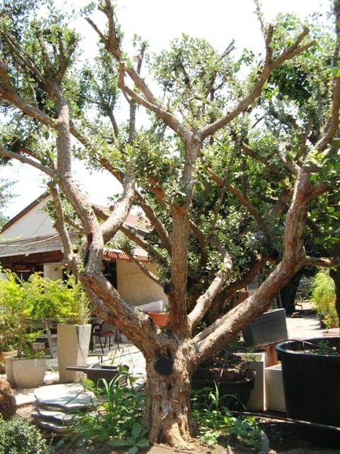 עץ פג'ויה - עצי פרי בוגרים למכירה | הדר נוי משתלות