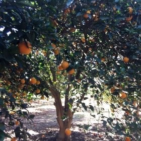 תפוז טבורי סיאמי - עצי פרי בוגרים למכירה | הדר נוי משתלות