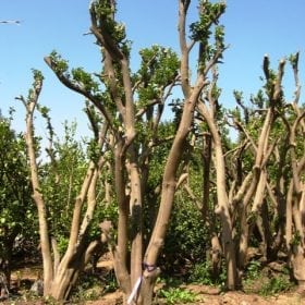 עץ תפוז ולנסיה - עצי פרי בוגרים למכירה | הדר נוי משתלות
