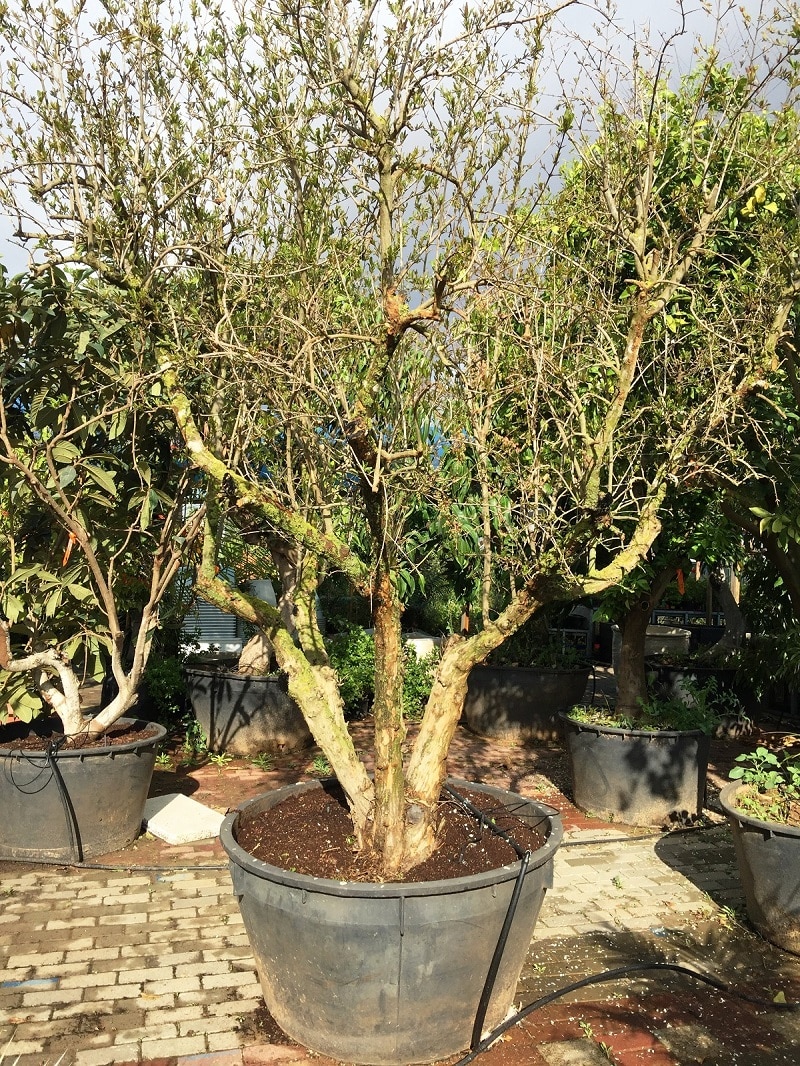 עץ רימון וונדרפול -Wonderful - עצי פרי בוגרים למכירה | הדר נוי משתלות
