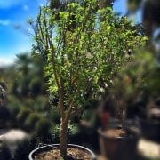 עץ תפוח אנה בוגר - עצי פרי בוגרים למכירה | הדר נוי משתלות