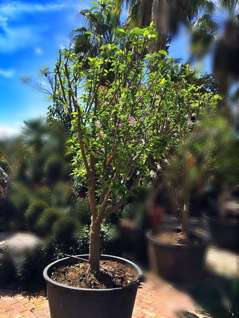 עץ תפוח אנה בוגר - עצי פרי בוגרים למכירה | הדר נוי משתלות