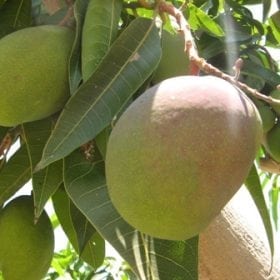 עץ מנגו מאיה- עצי פרי בוגרים למכירה | הדר נוי משתלות
