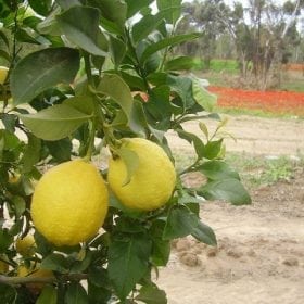 עץ לימון יוריקה- עצי פרי | הדר נוי משתלות