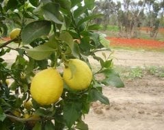 לימון יוריקה בוגר - עצי פרי בוגרים למכירה | הדר נוי משתלות