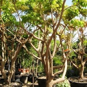עץ לונגן בוגר - עצי פרי בוגרים למכירה | הדר נוי משתלות