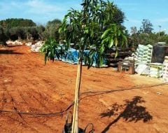 מנגו- עצי פרי חצי בוגרים | הדר נוי משתלות