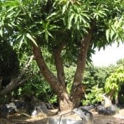 עץ מנגו מאיה- עצי פרי בוגרים למכירה | הדר נוי משתלות