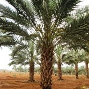 עצי תמר למכירה - עצי פרי בוגרים למכירה | הדר נוי משתלות