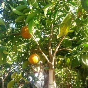 קלמנטינה מיכל - עצי פרי חצי בוגרים | הדר נוי משתלות