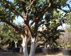 עץ שסק בוגר - עצי פרי בוגרים למכירה | הדר נוי משתלות