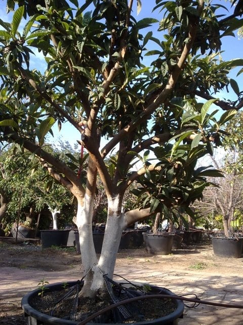 עץ שסק בוגר - עצי פרי בוגרים למכירה | הדר נוי משתלות