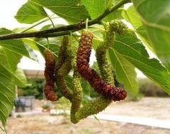 תות פקיסטני 'ארוך פרי' - עצי פרי אקזוטיים | הדר נוי משתלות