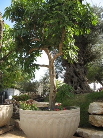 עץ ליצ'י שתול במיכל - עצי נוי | הדר נוי משתלות