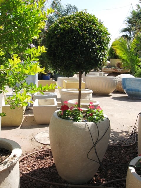 סיזיגיום כדור על גזע - עצי נוי | הדר נוי משתלות