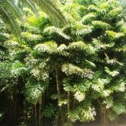 קריוטה נאה ('דקל זנב הדג') - עצי נוי | הדר נוי משתלות