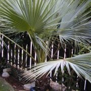 ליויסטונה צ'יננסיס - עצי נוי | הדר נוי משתלות