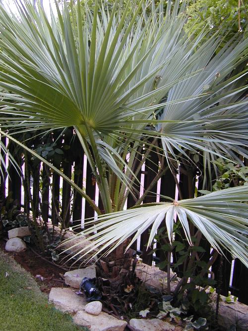 ליויסטונה צ'יננסיס - עצי נוי | הדר נוי משתלות