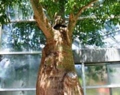 בריכיכטון דו-גוני - עצי נוי | הדר נוי משתלות