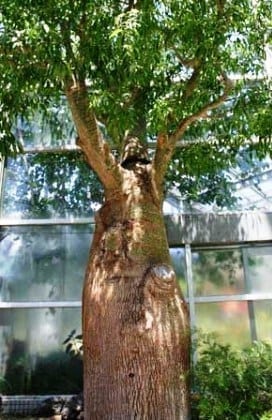 בריכיכטון דו-גוני - עצי נוי | הדר נוי משתלות