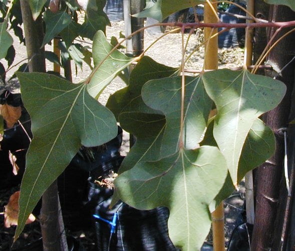 בריכיכטון צפצפתי - עצי נוי | הדר נוי משתלות