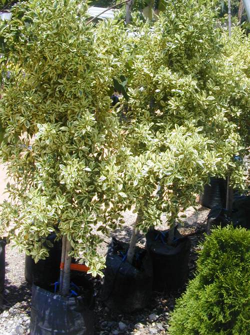 פיקוס בינימינה (סטארלייט)פיקוס בינימינה (סטארלייט) - עצי נוי | הדר נוי משתלות