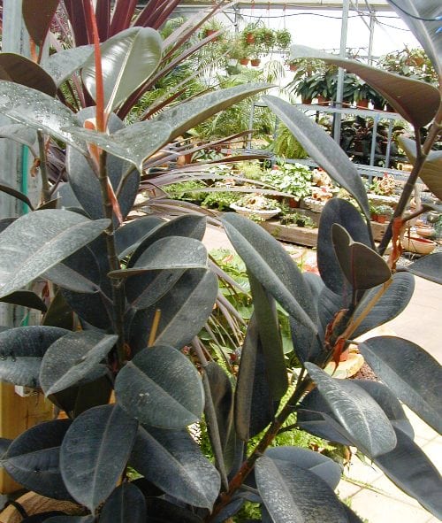 פיקוס הגומי - עצי נוי | הדר נוי משתלות