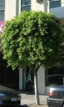 פיקוס השדרות - עצי נוי | הדר נוי משתלות