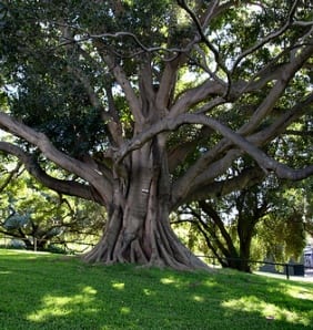 פיקוס מעוקם - עצי נוי | הדר נוי משתלות