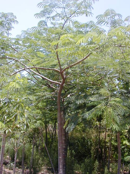 אנטרולוביום כפוף פרי- עצי נוי | הדר נוי משתלות