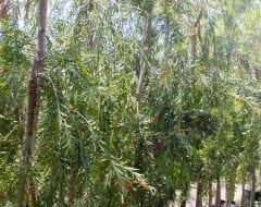 קליסטמון (קינגס פארק) - עצי נוי | הדר נוי משתלות