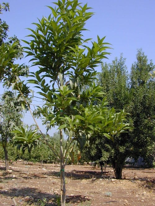 קתרוסית מרובעת - עצי נוי | הדר נוי משתלות