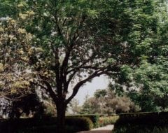 מילה אמריקנית - עצי נוי | הדר נוי משתלות
