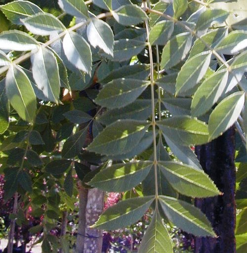 מילה סורית - עצי נוי | הדר נוי משתלות