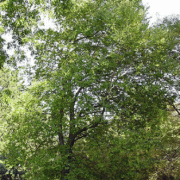 מיש בונגה (מייש גשר הזיו) - עצי נוי | הדר נוי משתלות