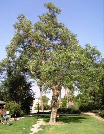 מכנף נאה - עצי נוי | הדר נוי משתלות