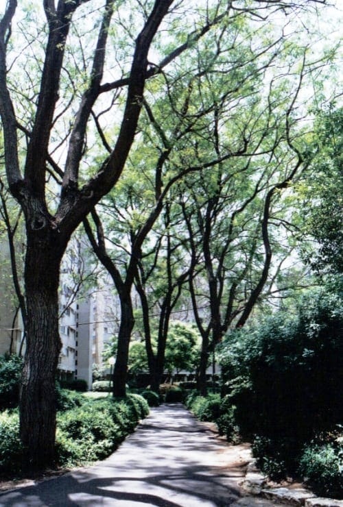 סיגלון חד-עלים (ג'קרנדה) - עצי נוי | הדר נוי משתלות