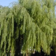 ערבה בבל (ערבה בוכייה) - עצי נוי | הדר נוי משתלות