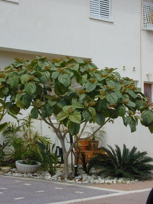 פיקוס אוזני (פיקוס רוקסבורגי) - עצי נוי | הדר נוי משתלות