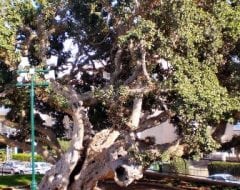 פיקוס השקמה (אפריקני) - עצי נוי | הדר נוי משתלות