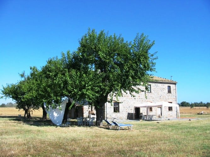 תות לבן - עצי נוי | הדר נוי משתלות