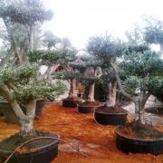 עץ זית בונסאי - עצי נוי | הדר נוי משתלות