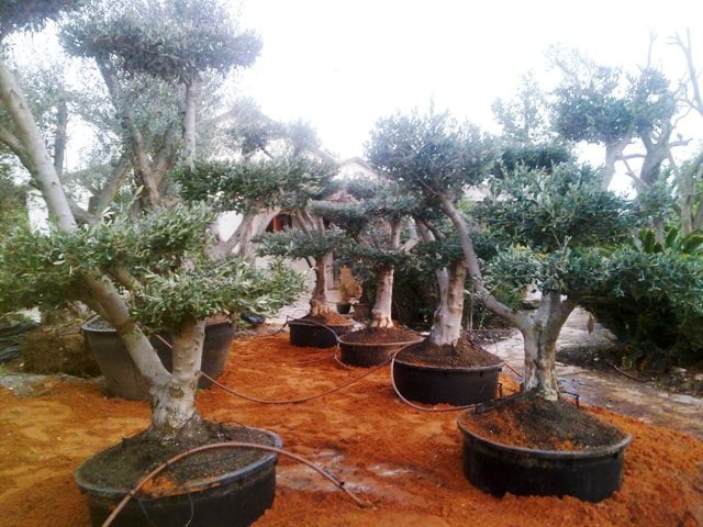 עץ זית בונסאי - עצי נוי | הדר נוי משתלות