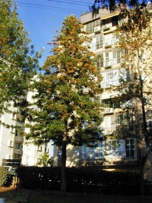 גרוויליאה חסונה - עצי נוי | הדר נוי משתלות