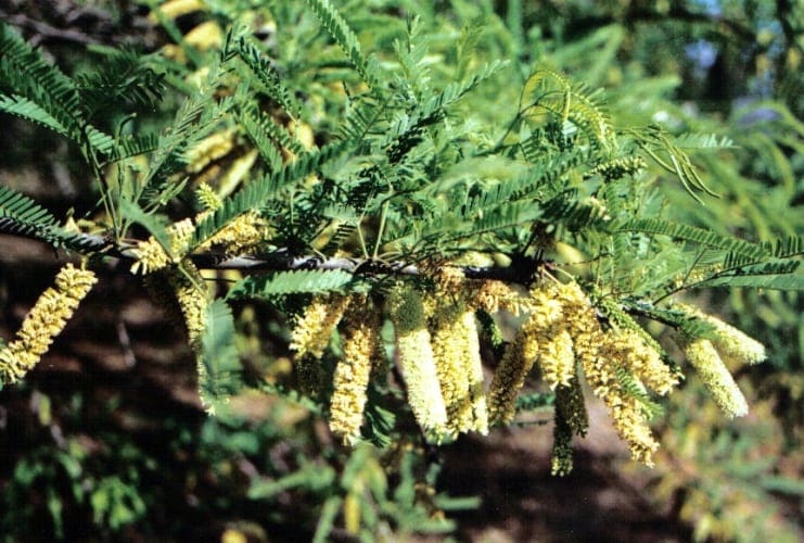 ינבוט לבן - עצי נוי | הדר נוי משתלות