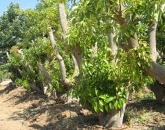 עץ אבוקדו - עצי פרי | הדר נוי משתלות