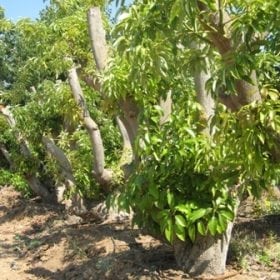 עץ אבוקדו - עצי פרי | הדר נוי משתלות
